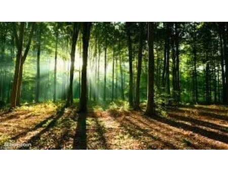 bois / forêt / taillis