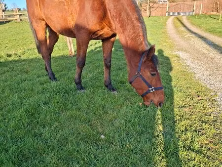 cherche herbage à louer