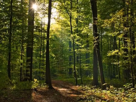 cherche bois à vendre