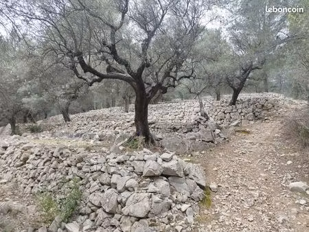 terrain en restanques planté d'oliviers