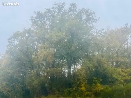 parcelle boisée