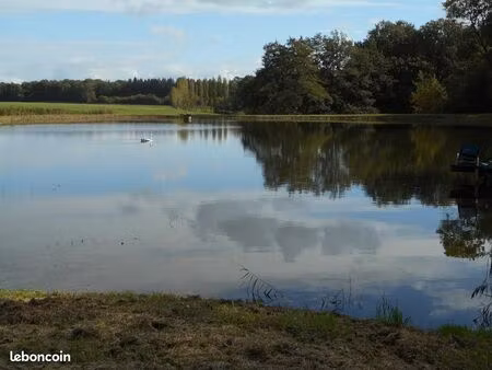 etang très calme et petite foret sauvage