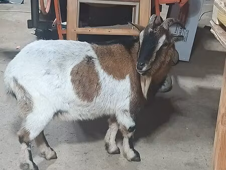 parcelle agricole maraîchage plus boucs