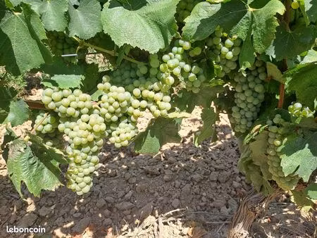 8 hectares de vignes + 1.66 hectares de champs d'un seul tenant à raissac d'aude