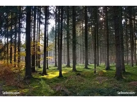 parcelles boisées à vendre – sapins et épicéas – lalibert