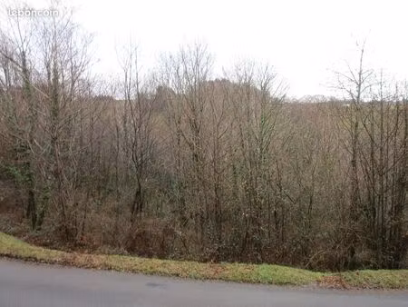 recherche bois foret coupe rase