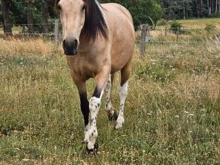recherche d’un terrain/pré à louer