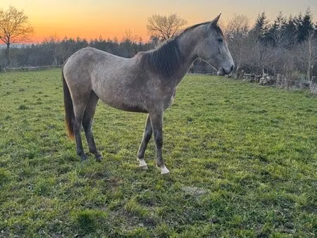 cherche prairies pour chevaux