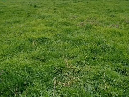 terrain flines les mortagne