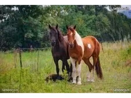 terrain pature chevaux chévre poney
