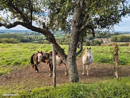belle prairie à chevaux et caves