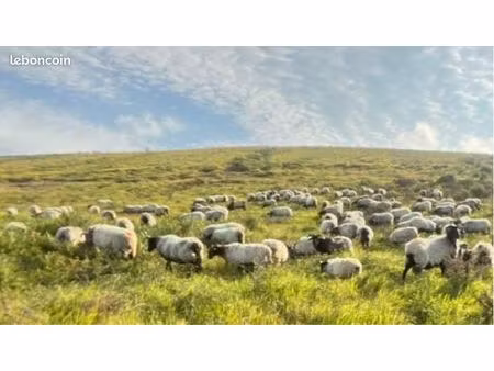 cherche parcelles agricoles