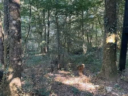 forêt avec cabane à restaurer à vendre