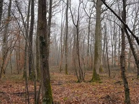 propriété forestière en centre-val de loire - 11 hectares - loiret (45)
