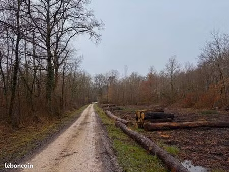 propriété forestière en centre-val-de-loire- 23 hectares-loiret (45)