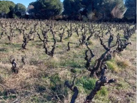 vend terrain agricole