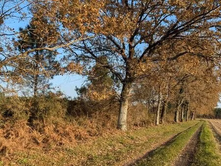 4 21 hectares nature – calme absolu – opportunité rare dans les landes