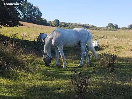 terrain pour chevaux