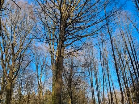 recherche parcelle boisé