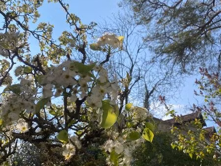 terrain constructible au calme de la forêt