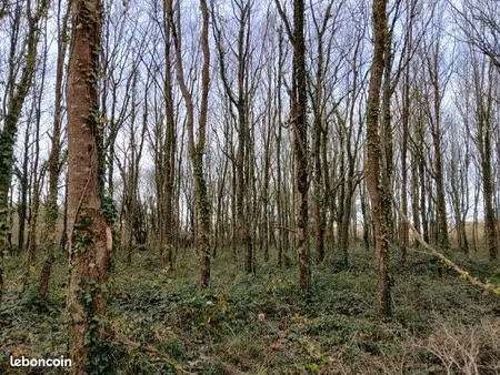 terrain boisé 7000m²