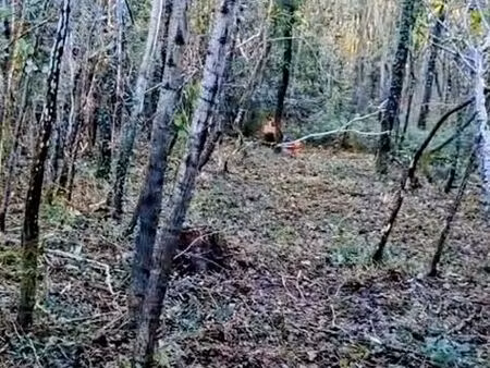 3000 m² bois classé n bord gironde