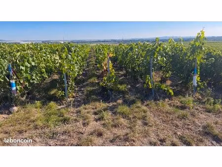 recherche droits de plantation aoc champagne