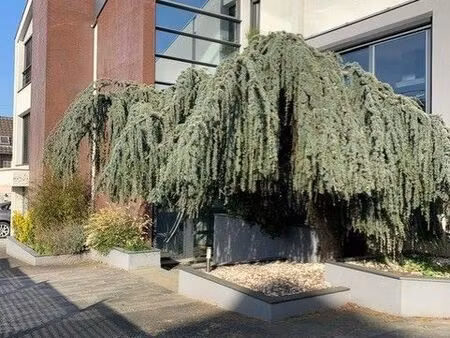 appartement grand standing morschwiller le bas