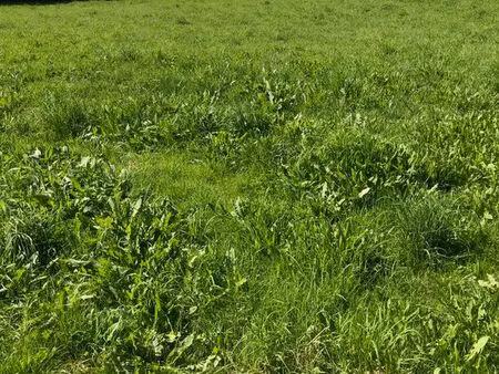 parcelle de terrain viabilisée