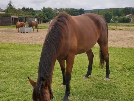 terrain pour chevaux