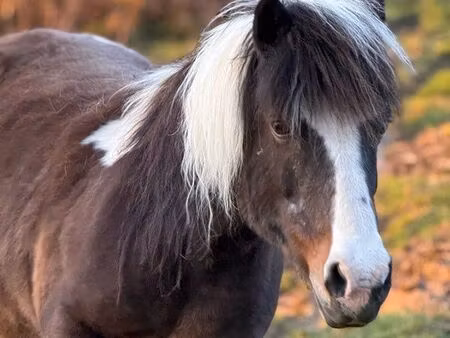 recherche jardin / pré / terrain