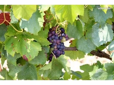 recherche vignes champagne