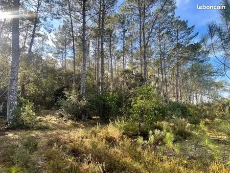 forêt 1 300 m² lacanau