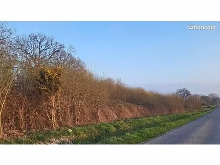 taillis de saul marsault alexain