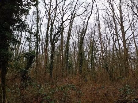 parcelle de bois 1908m2