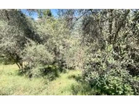 terrain contes m² t- à vendre  25 000 €