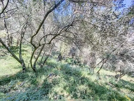 a vendre oliveraie 11.360m² contes