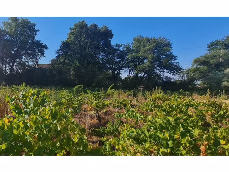 terrain plein sud à sainte cécile les vignes