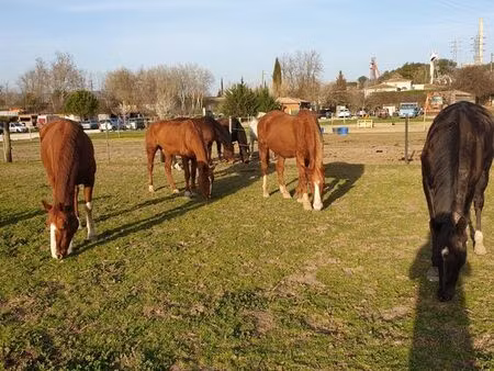 terrain pour chevaux