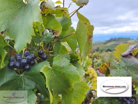 vente terrain 12844 m² fleurie (69820)