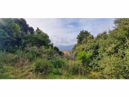 dpt corse (20)  à vendre petreto bicchisano terrain