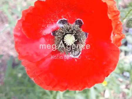 vente terrain à l'huisserie (53970) : à vendre / 600m² l'huisserie