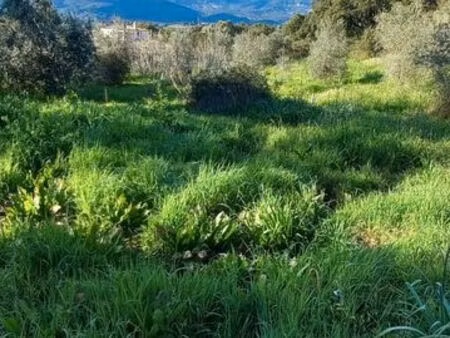 vente de terrain plaine de cuttoli