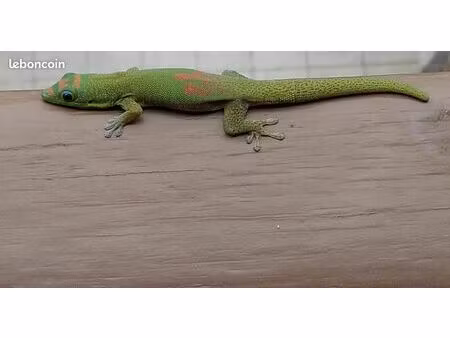 cherche location temporaire et/ ou gardiennage