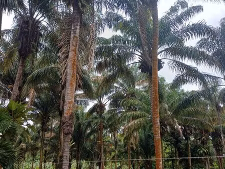 propriete rurale avec paturage