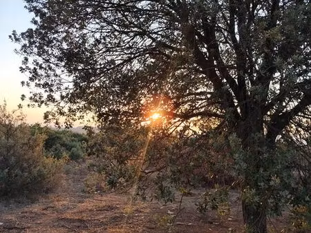 recherche coupe de bois chêne