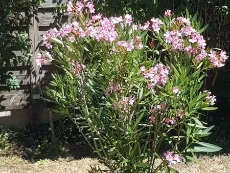 rech. location maison