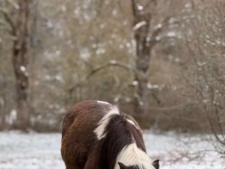 recherche jardin / terrain / pré