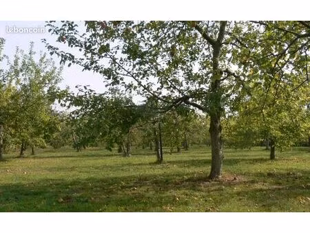 cherche verger ou prairie