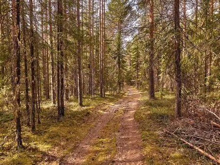 recherche terrain pour production de bois de chauffage